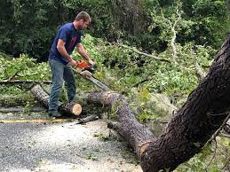 Best Arborist Consultation Services  in , MS