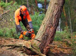 Best Emergency Tree Removal  in , MS